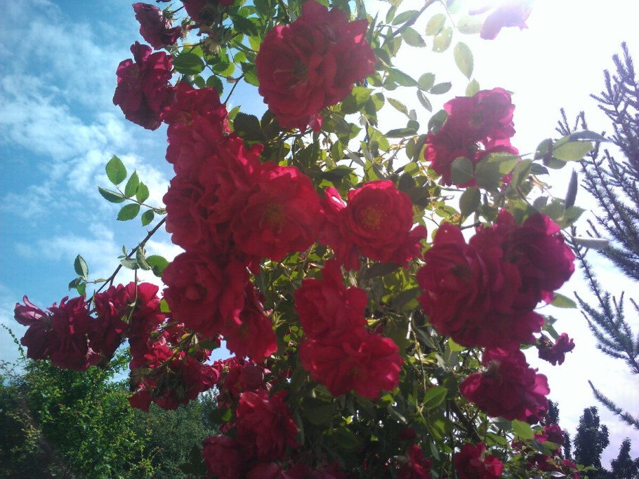 Роза канадская Adélaïde Hoodless (корнесобств., шраб)