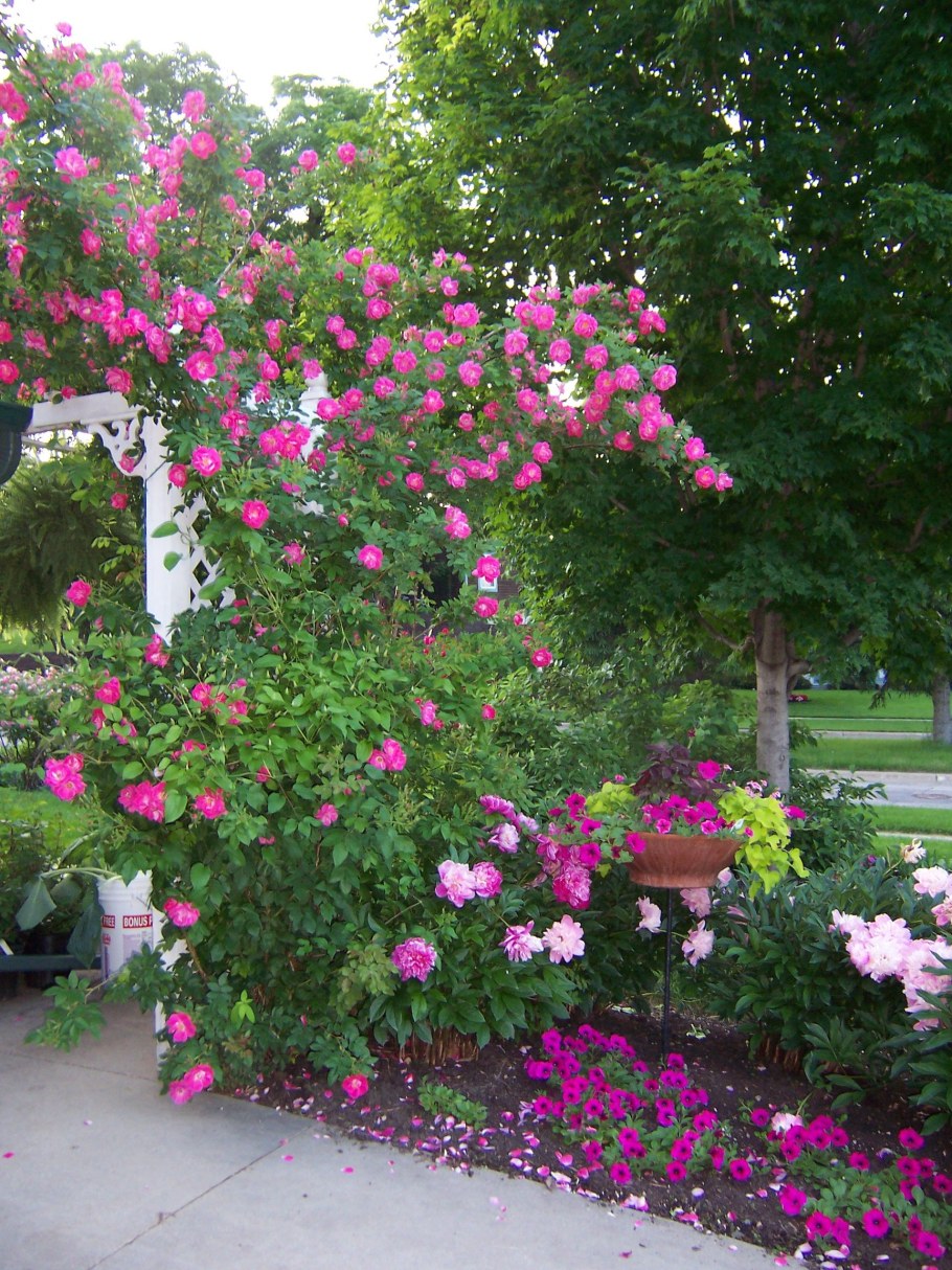 Роза канадская плетистая Вильям баффин