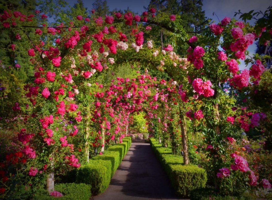 Butchart Gardens, Канада розарий