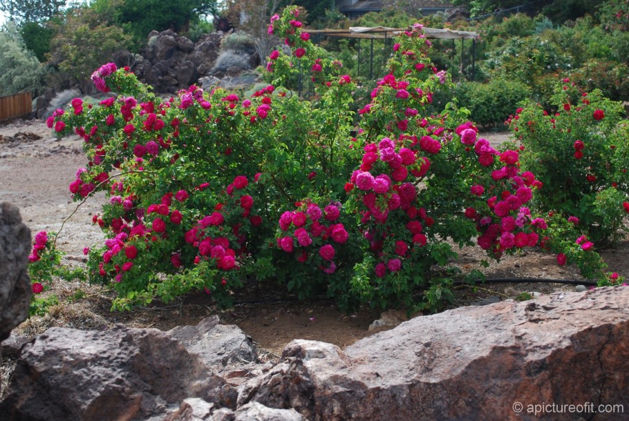 Роза Джон Кэбот канадская Парковая