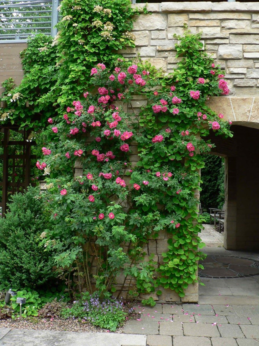 Роза канадская плетистая Вильям баффин