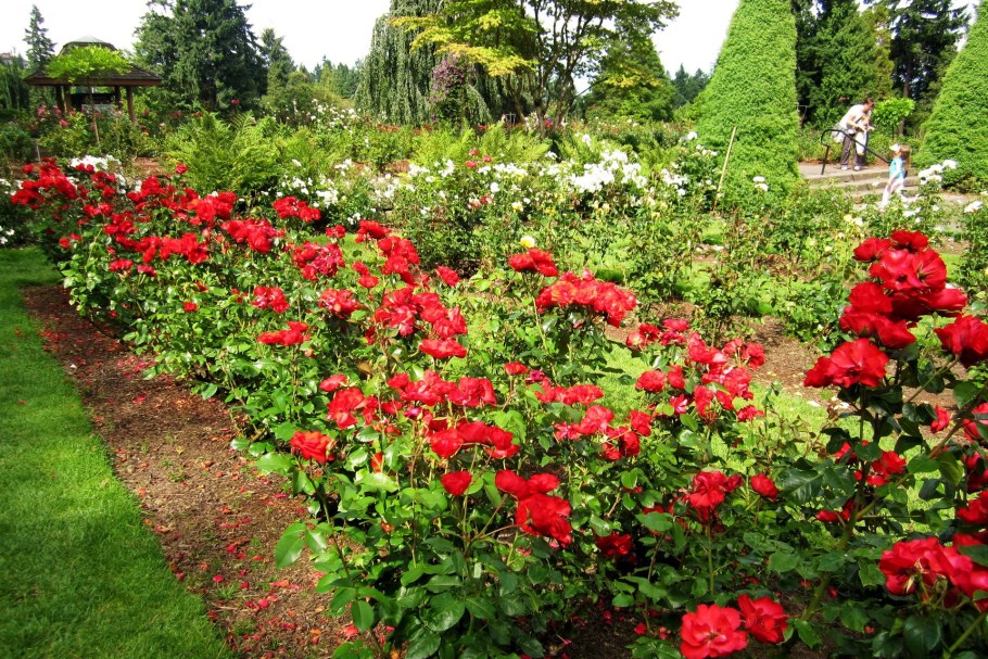 Роза ла Севильяна