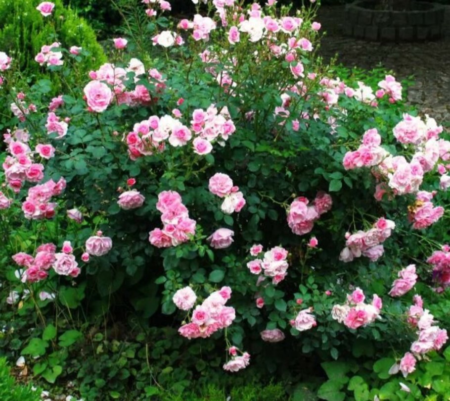 Роза Парковая Мартин Фробишер