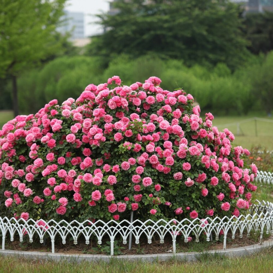 Розы кустарниковые парковые
