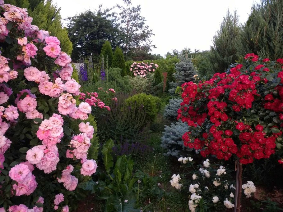 Джон Дэвис роза плетистая