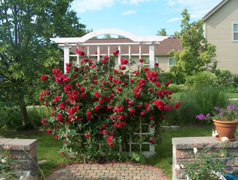 Плетистые Канадские розы Квадра