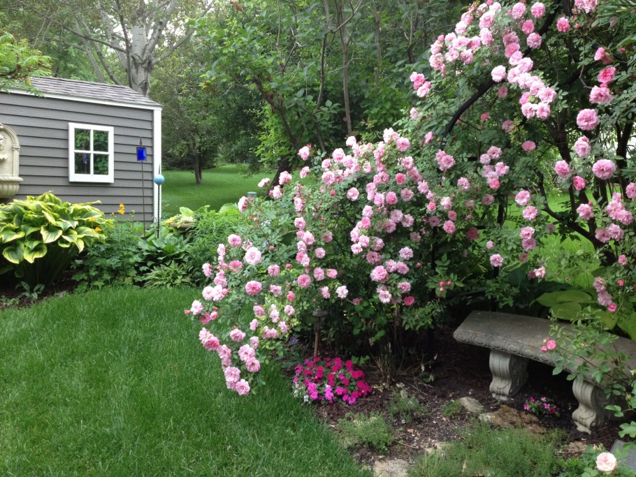 Роза канадская Джон Девис