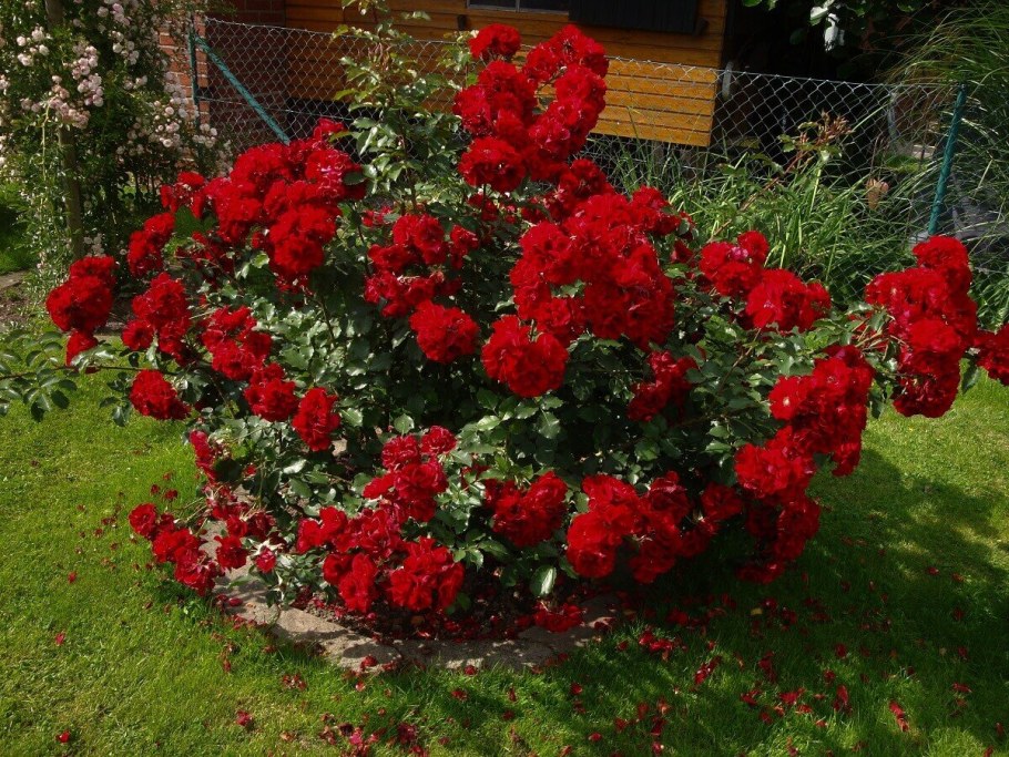 Хоуп оф Хьюманити роза канадская