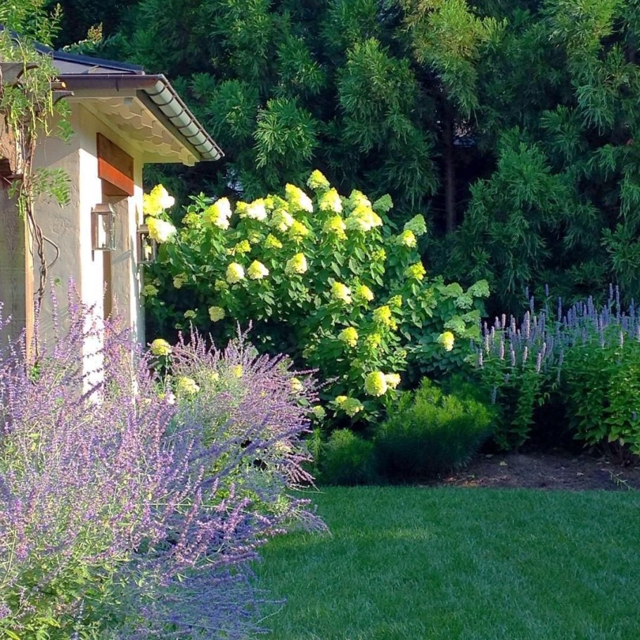 Перовския лебедолистная