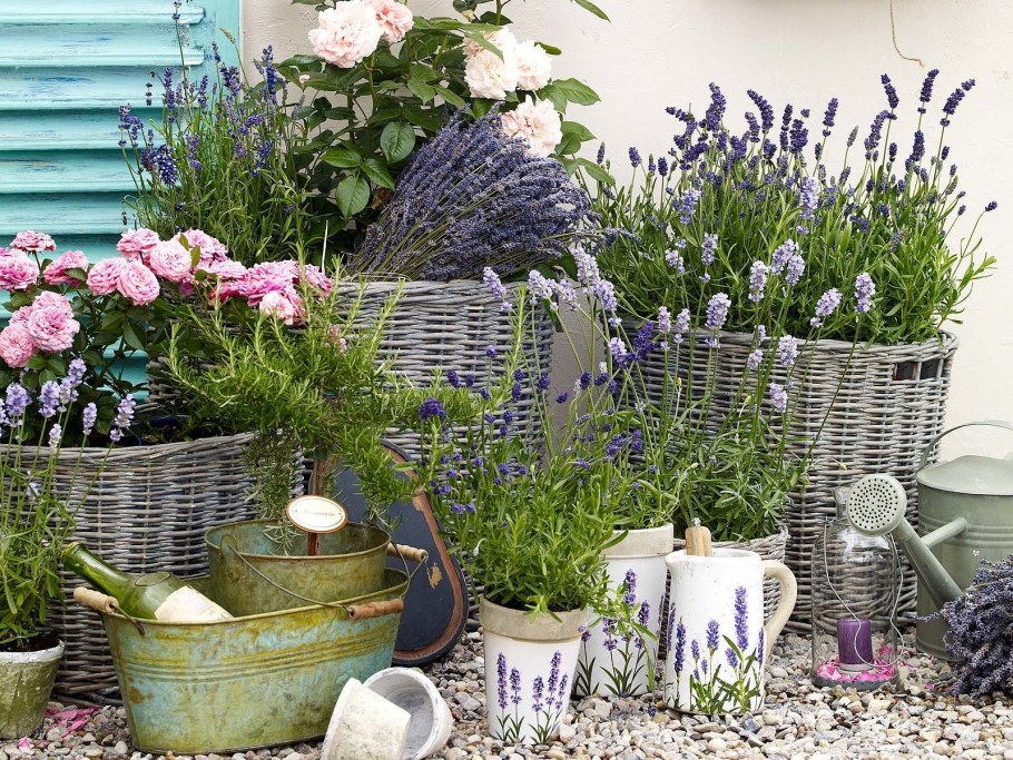 Композиции с лавандой в саду