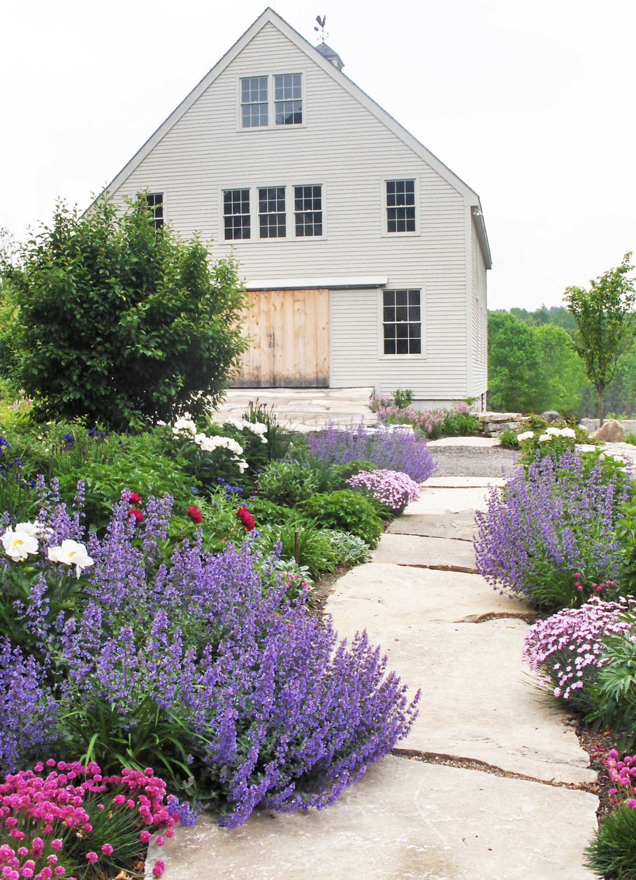 Лаванда бордюрная