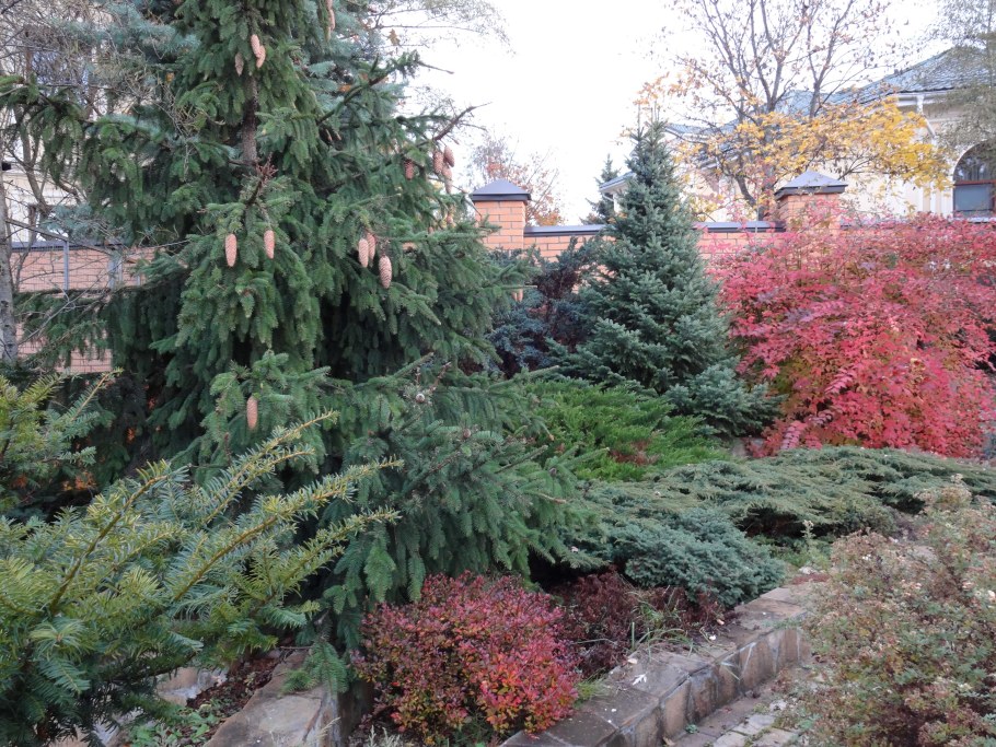 Ель обыкновенная Акрокона