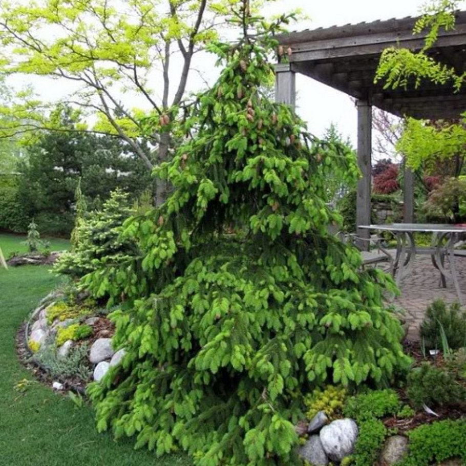 Ель обыкновенная Акрокона (Acrocona)