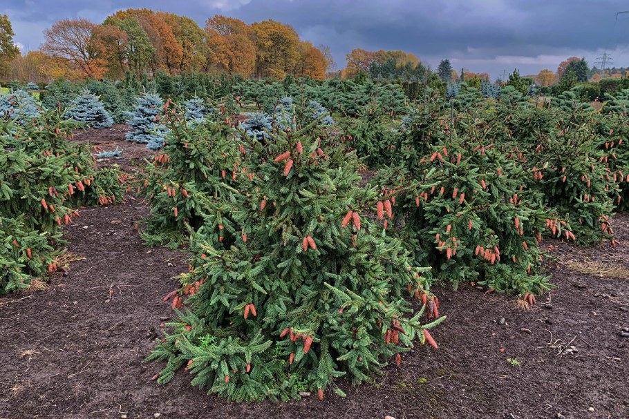 Ель обыкновенная Акрокона (Acrocona)