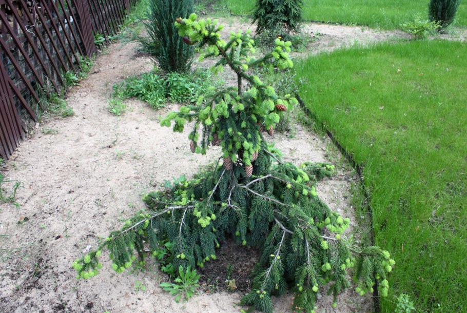 Ель обыкновенная Акрокона Голден