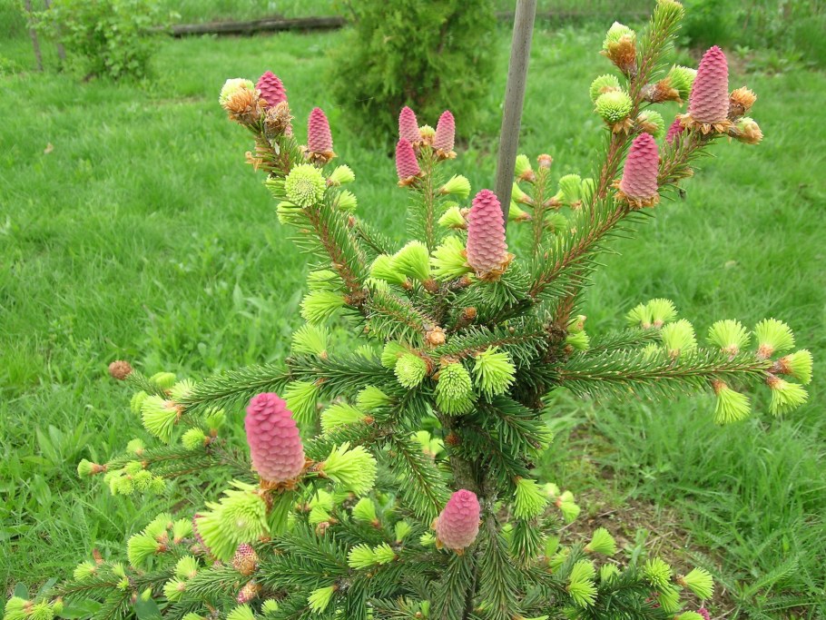 Ель Акрокона