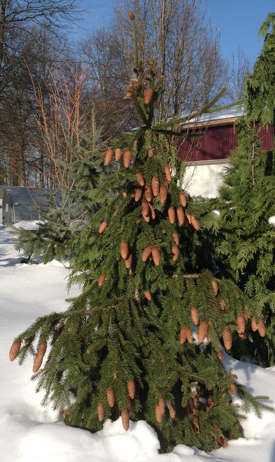 Пицея Абиес Акрокона