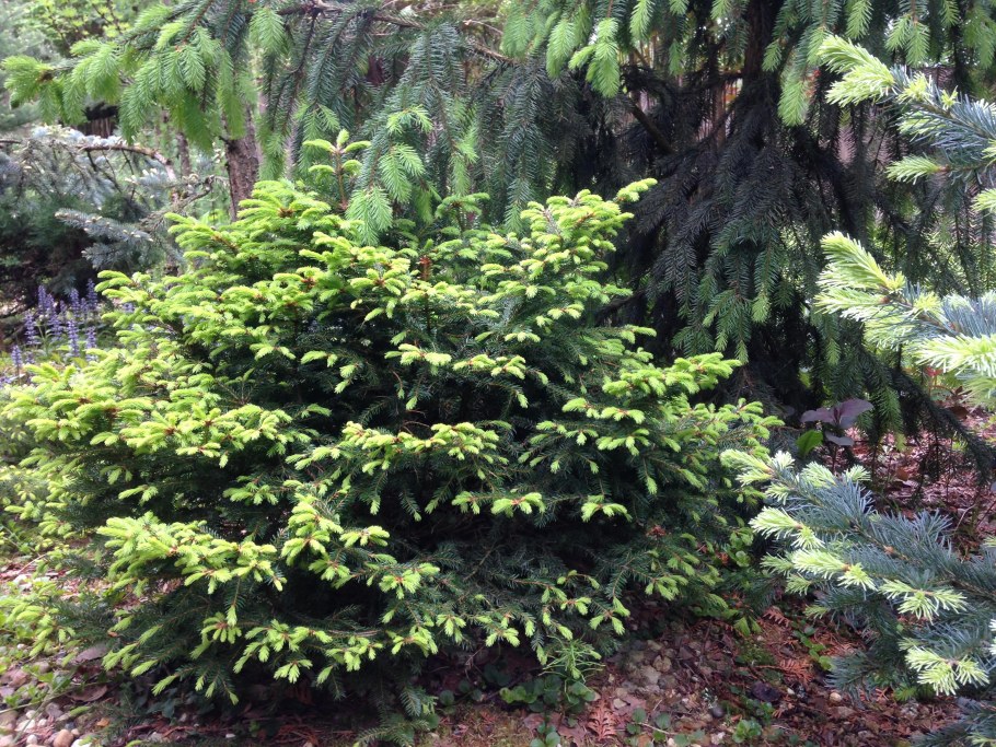 Ель Акрокона пуш