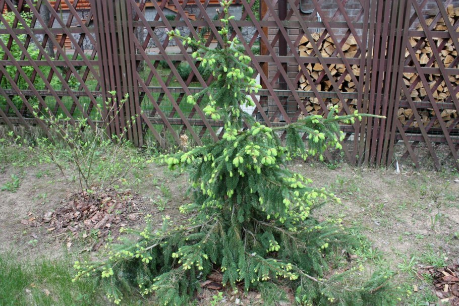 Ель Акрокона в ландшафтном