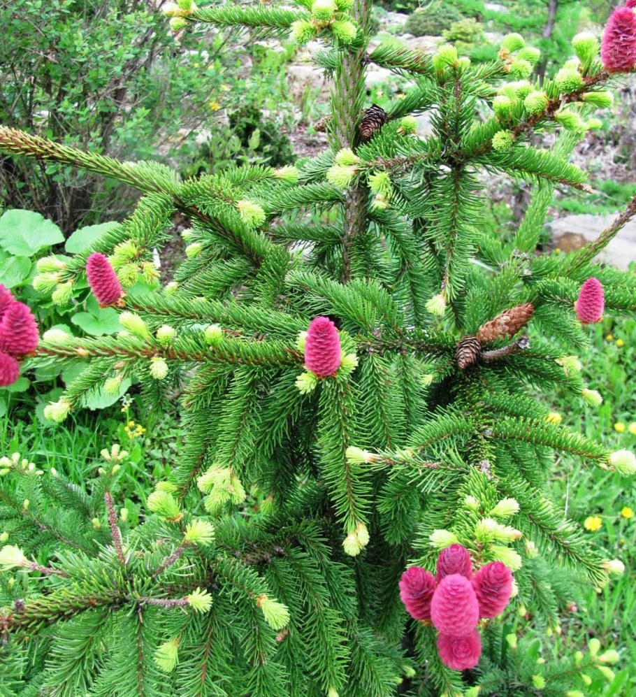 Ель обыкновенная Акрокона (Acrocona)