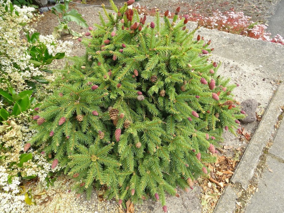 Ель Акрокона пуш