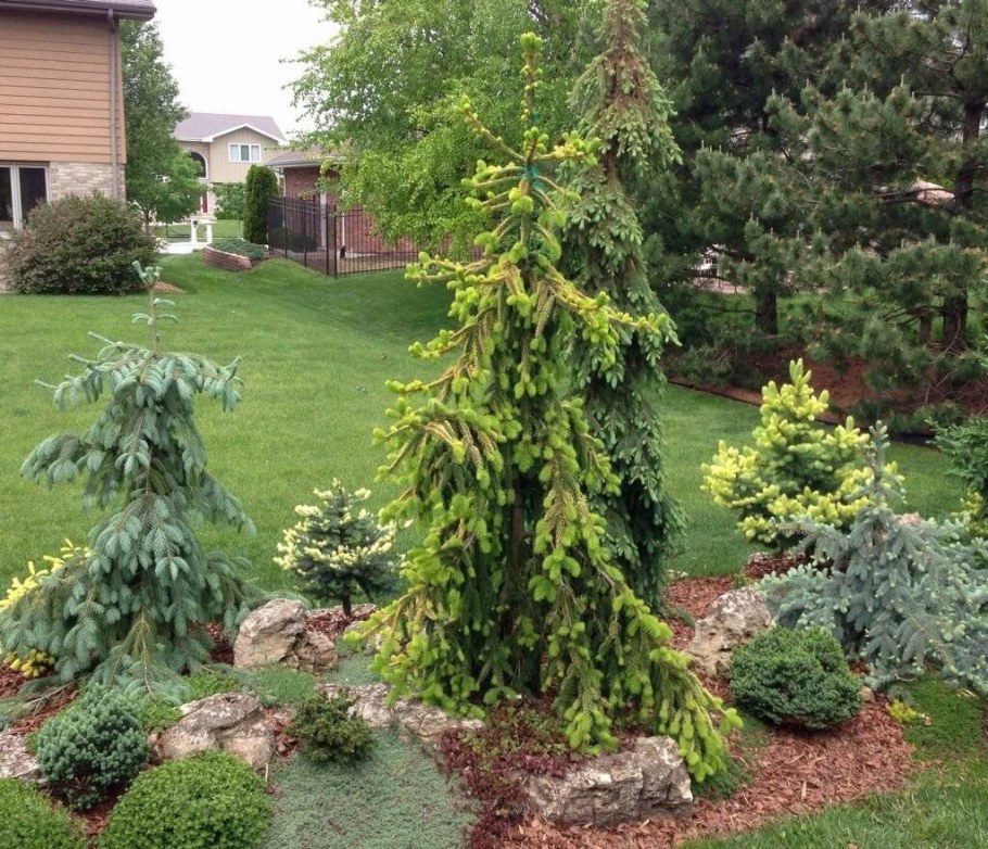 Лиственница европейская Пендула