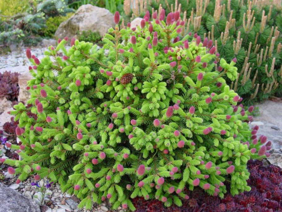 Picea Abies (ель обыкновенная) 'Pusch'