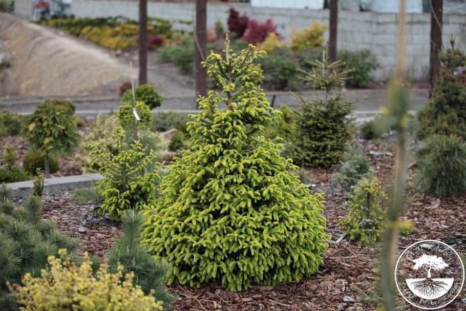 Ель Picea ab. Acrocona Golden