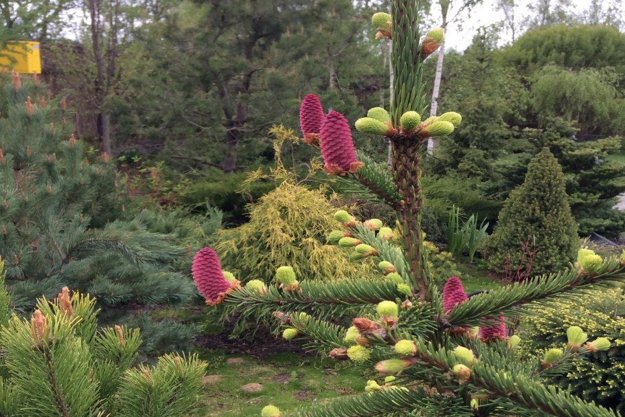 Ель Акрокона пуш