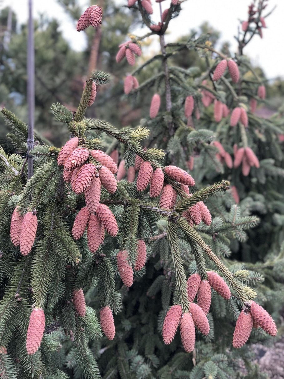Ель обыкновенная Акрокона пуш