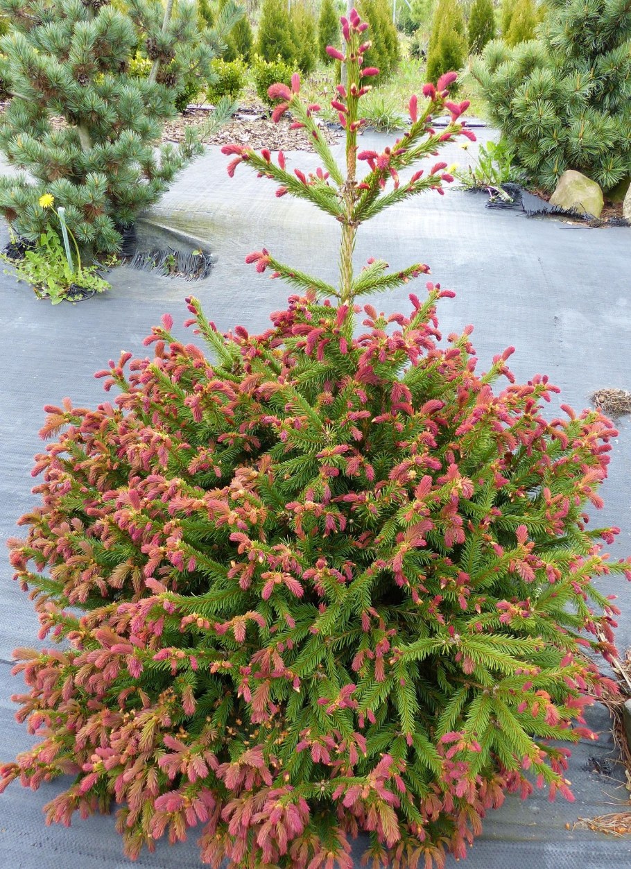 Ель обыкновенная Picea Abies 'cruenta'