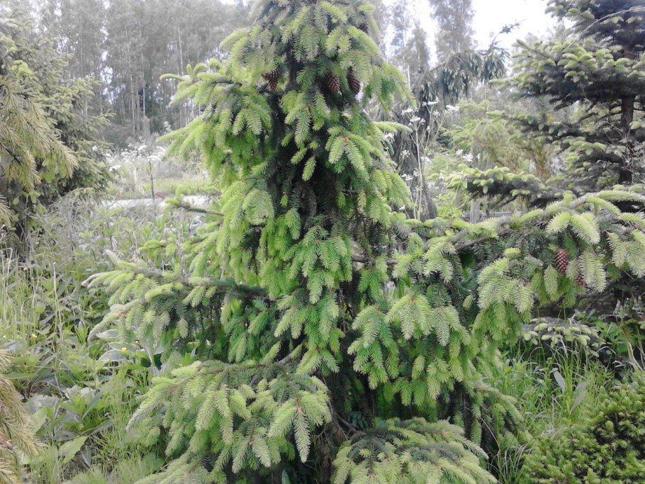 Ель колючая Акрокона