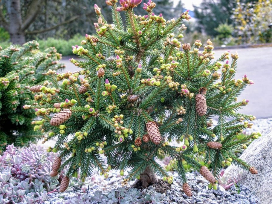 Пихта Акрокона