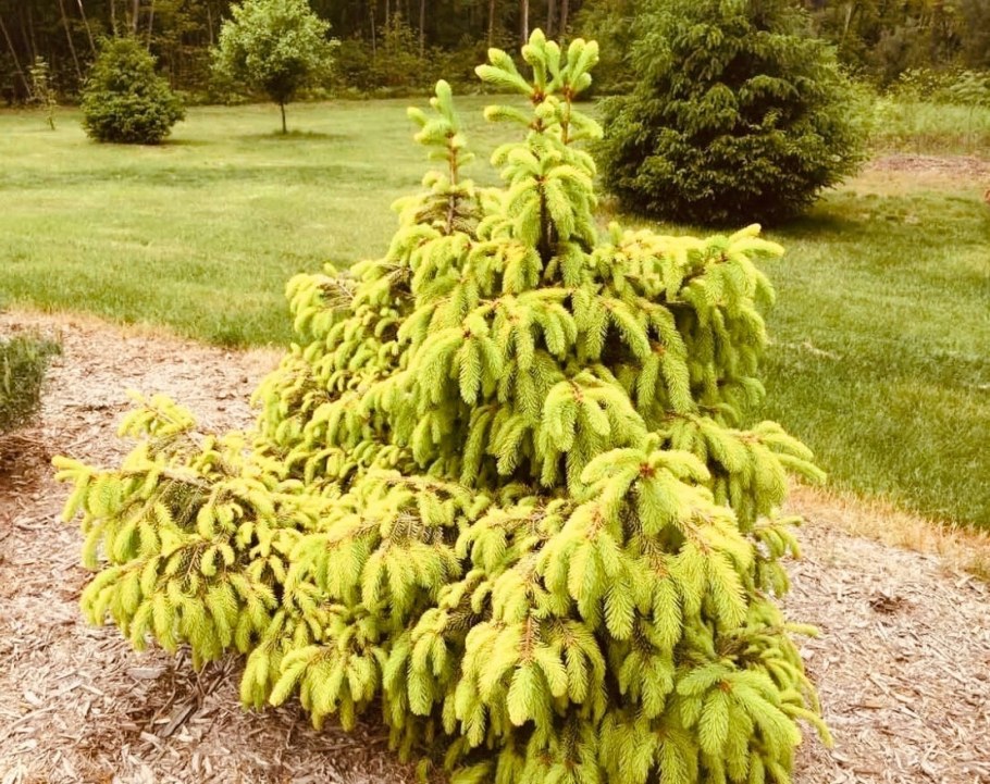 Ель обыкновенная Picea Abies