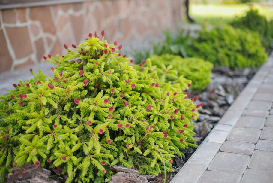 Ель обыкновенная "Pusch" (пуш)