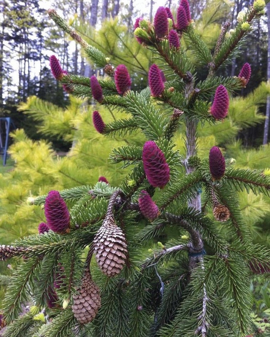 Picea Abies Acrocona