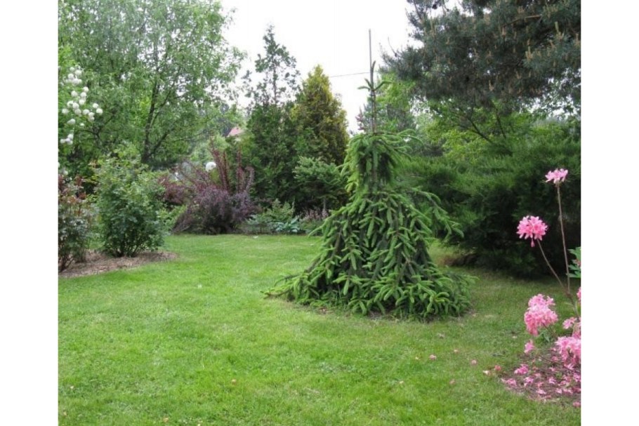 Ель обыкновенная Picea Abies Loreley