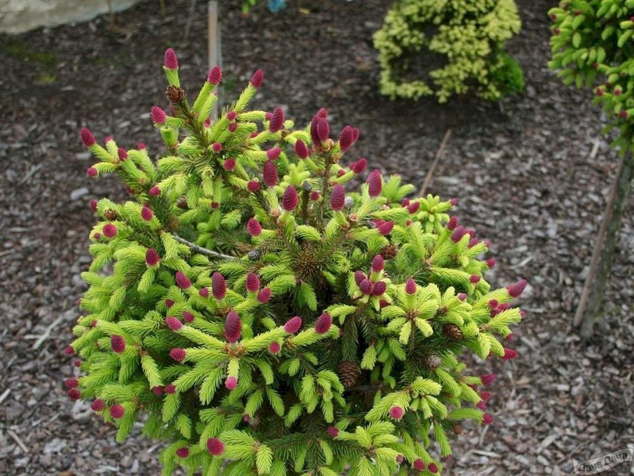 Ель обыкновенная Акрокона пуш
