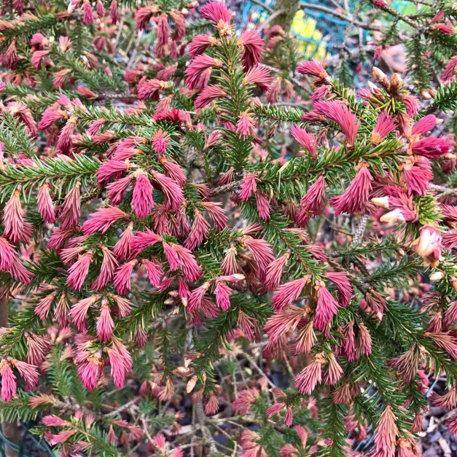 Ель обыкновенная Rydal