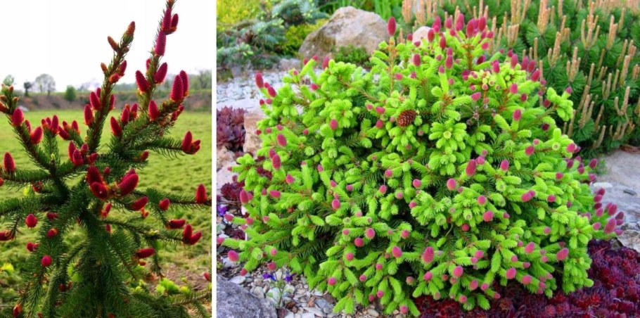 Ель обыкновенная Picea Abies, сорт «Акрокона» (Acrocona)