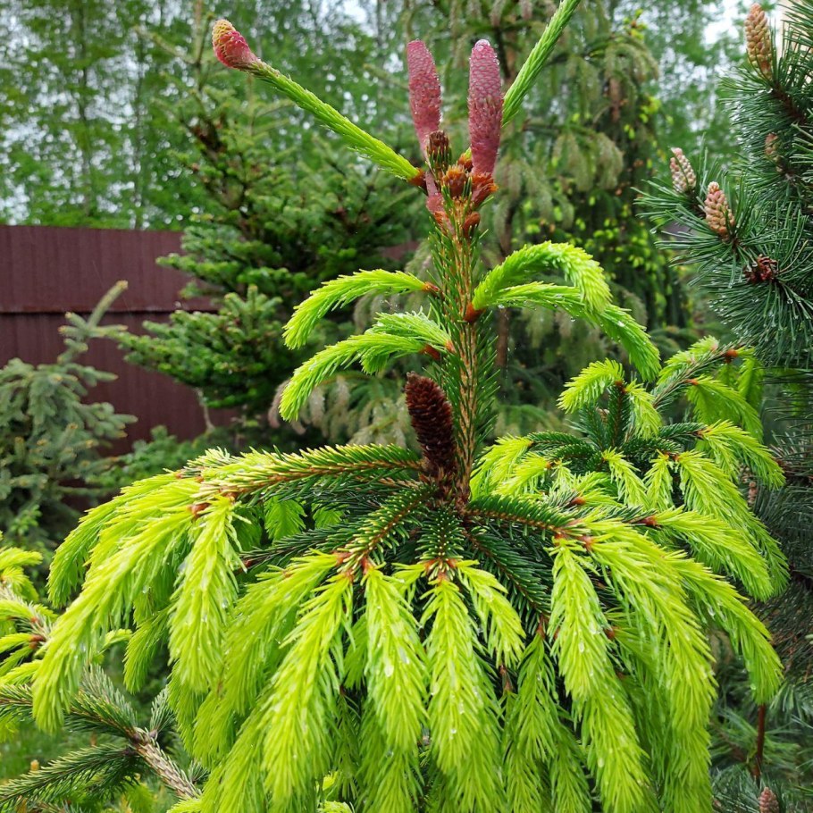 Ель обыкновенная Акрокона (Picea Abies Acrocona)