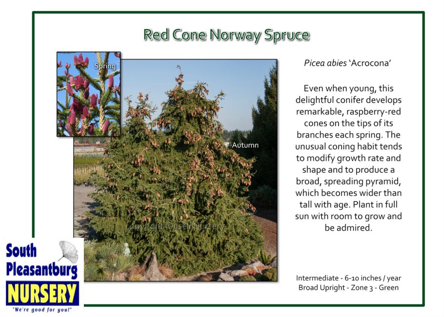 Ель обыкновенная Акрокона описание