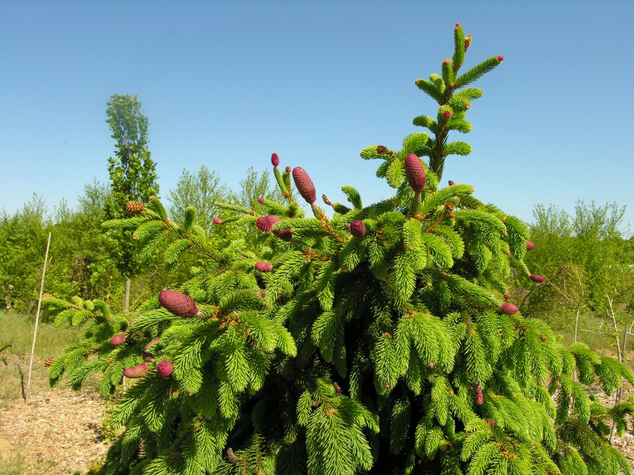 Picea Abies Акрокона