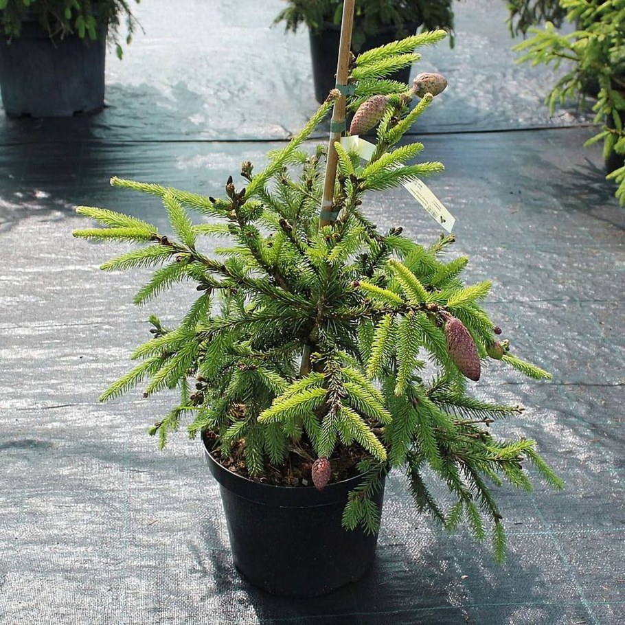 Ель обыкновенная Picea Abies Акрокона