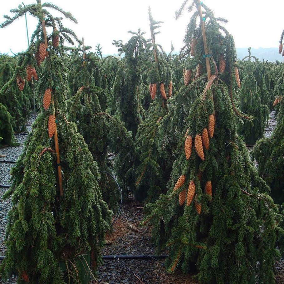 Ель Богемика Пендула