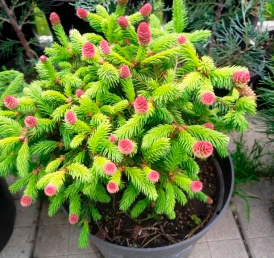 Ель обыкновенная Акрокона пуш