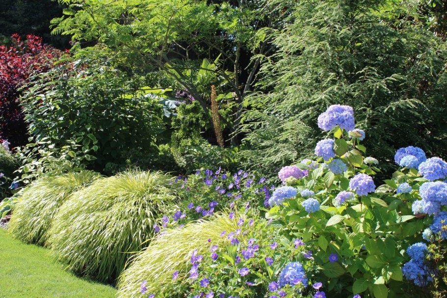 Гортензия Блю Гарден