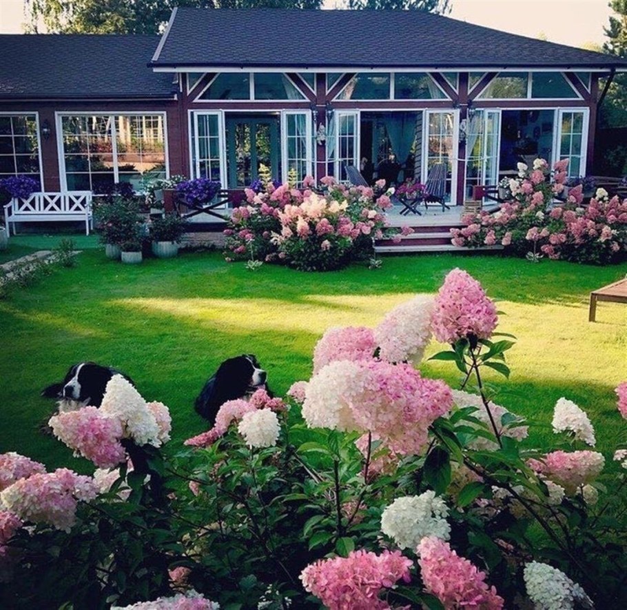 Георгин клумба миксбордер