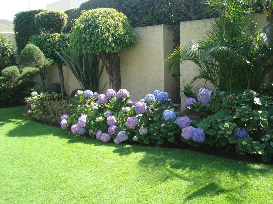 Клумба с самшитом туей и гортензией