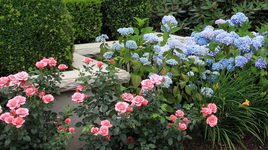 Гортензия пионы и розы на клумбе